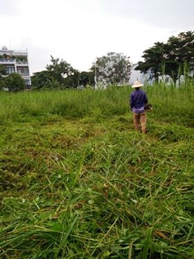 Dịch vụ cắt cỏ , phát hoang tai tp Hồ Chí Minh