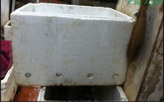Nuôi trùn trong thùng xốp _Mua sinh khối trùn quế  nuôi tại nhà giá rẻ tại HCM