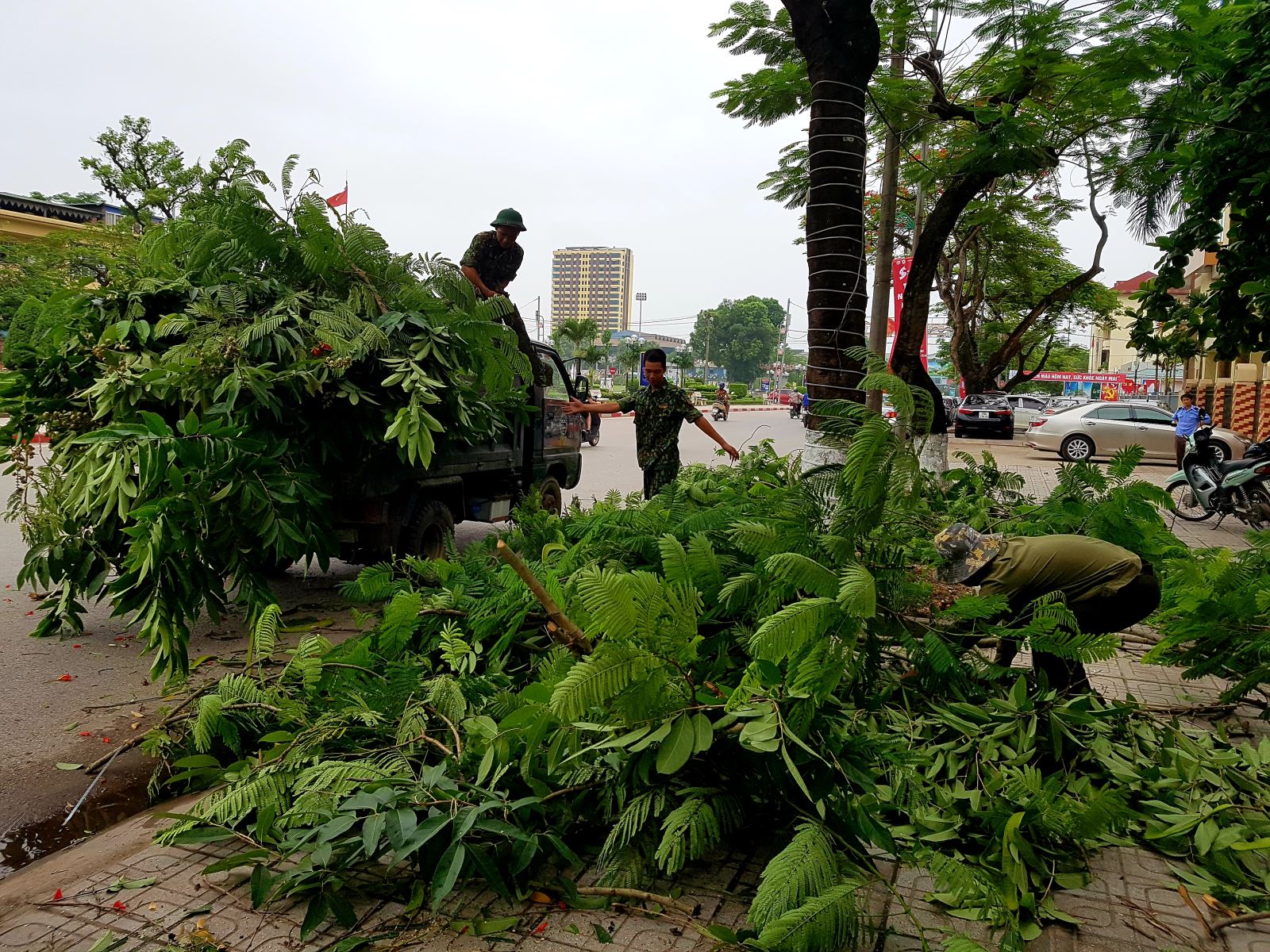Dịch vụ cắt cây, tỉa cành tại Tp.Hồ Chí Minh