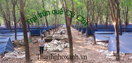 phan trun quế củ chi