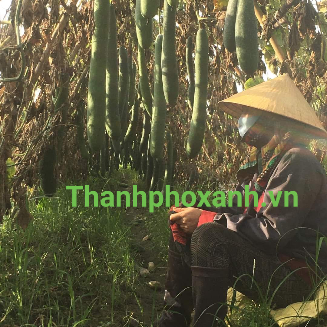 bí vườn_6