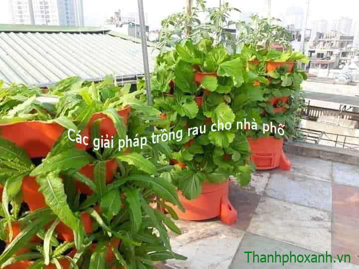 tháp rau hữu cơ