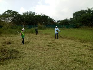 dịch vụ cát cỏ phát hoang