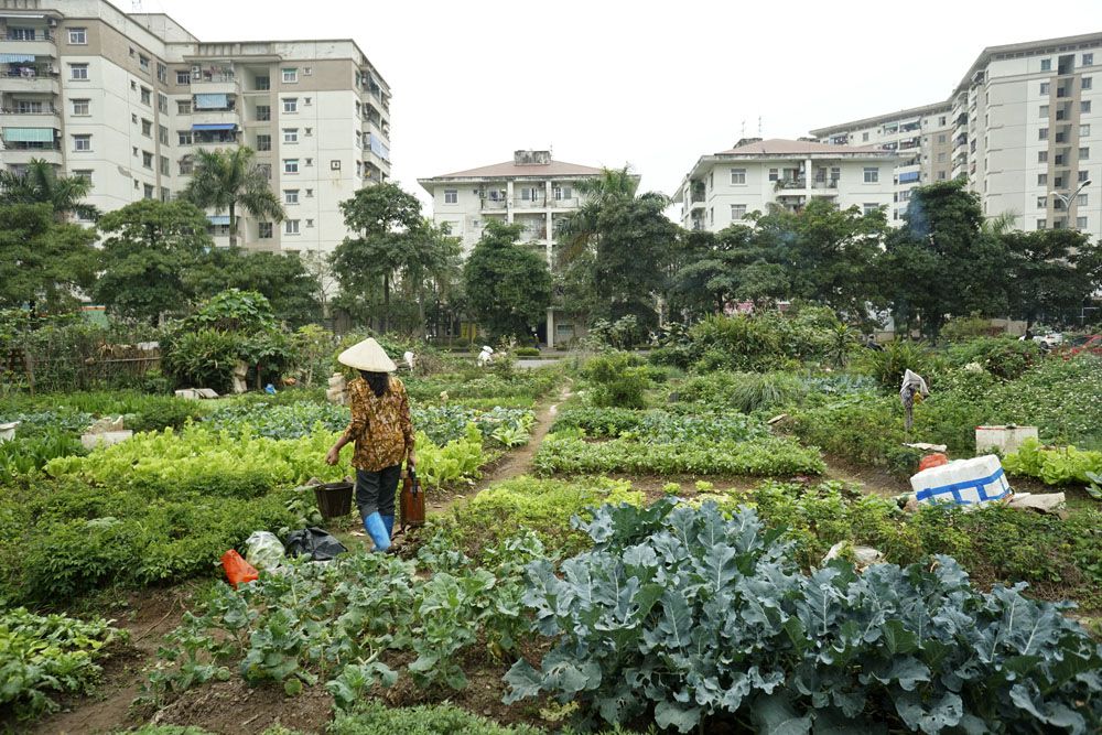 trồng rau sạch ở chung cư