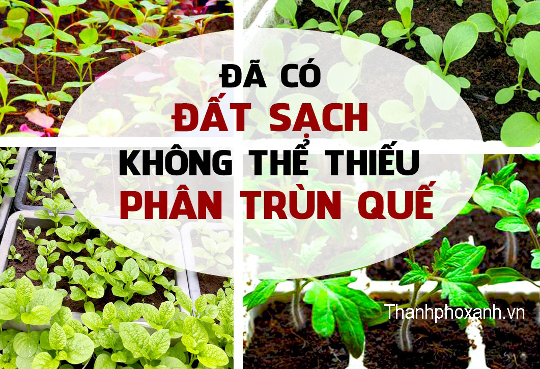 phân trùn quế nguyên chất tại Thủ Đức