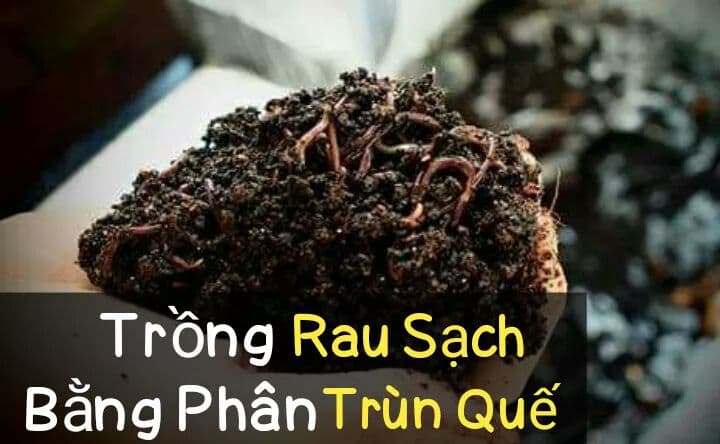 cung câp phân trùn quế quận 2