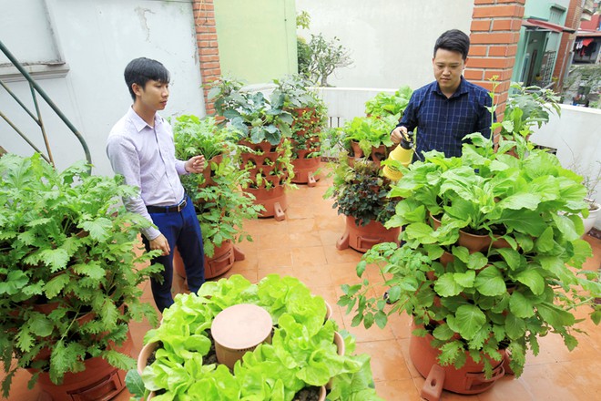 Những lợi ích , tác dụng tuyệt vời của việc trồng rau sạch tại nhà