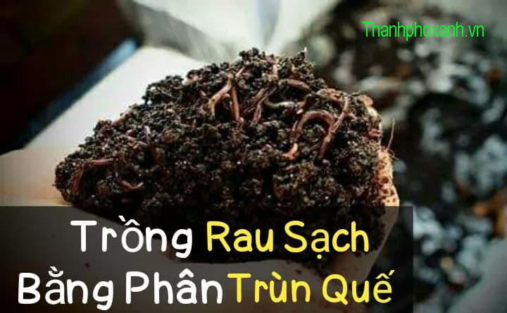 Cung cấp phân trùn quế nguyên chất tại quận 7