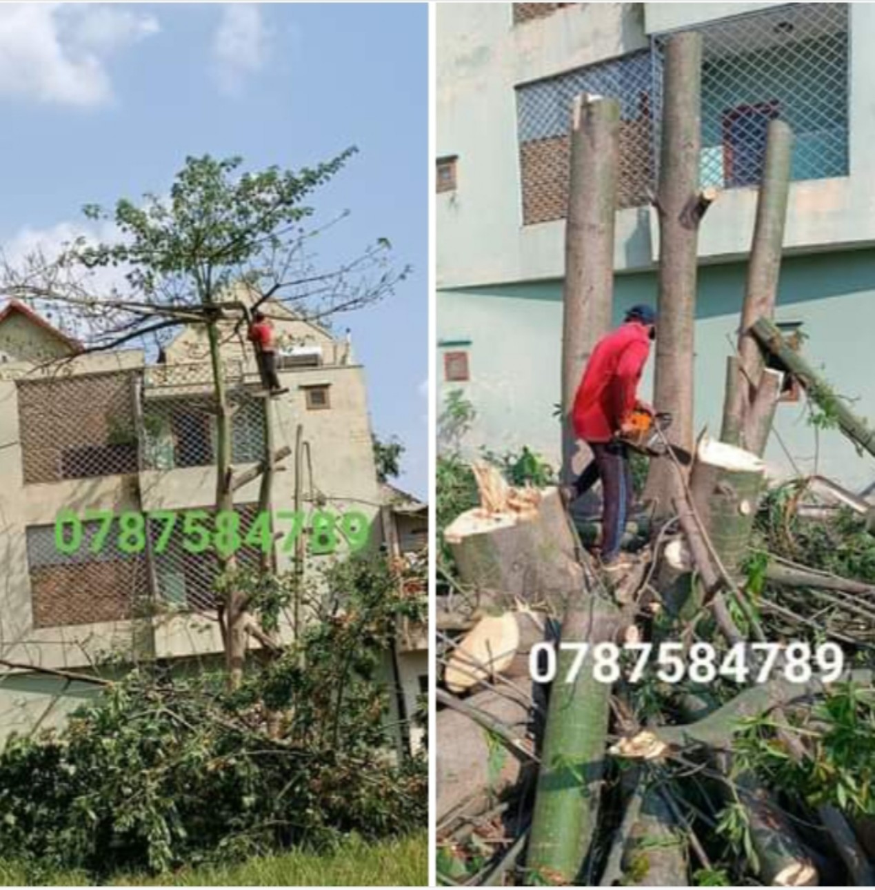 Nhận cắt cây, tỉa cành giá rẻ tại thành phố Hồ Chí Minh