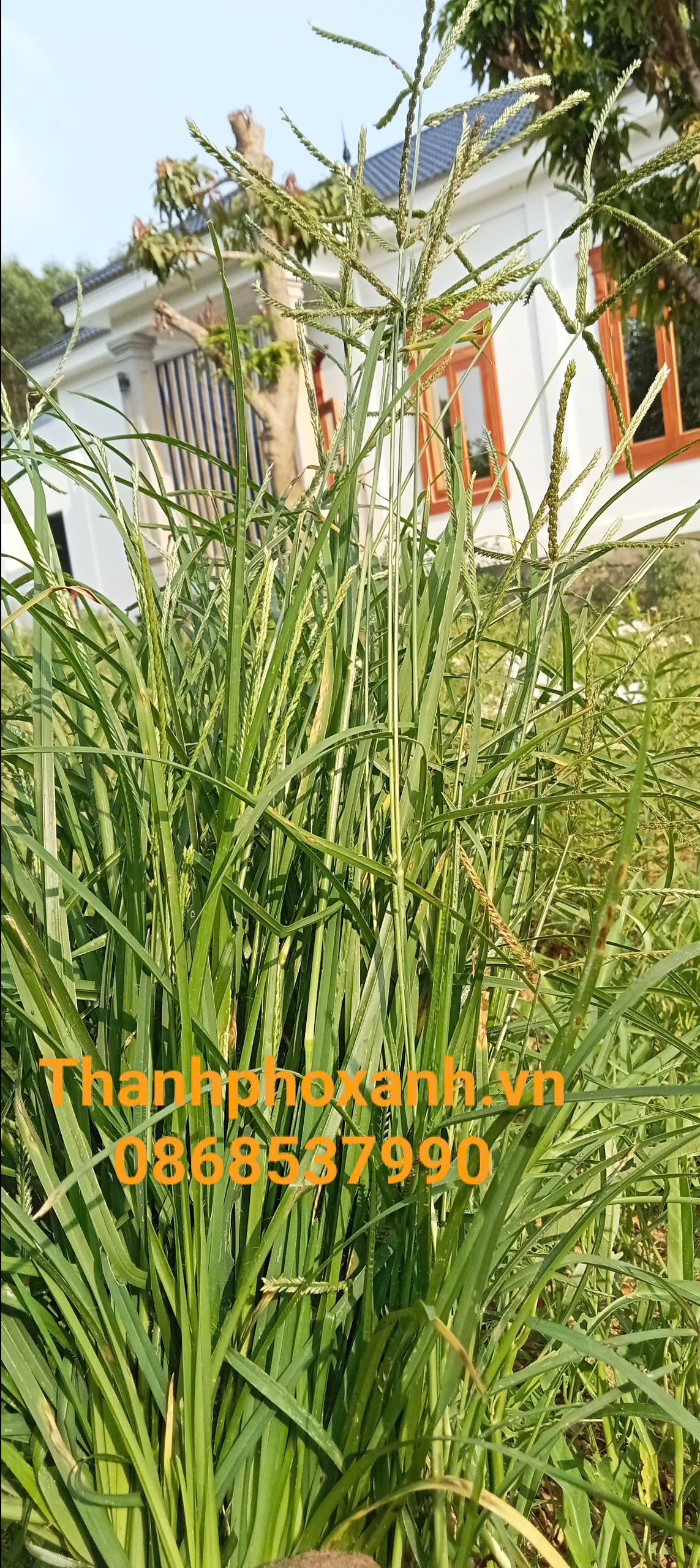 co-man-trầu