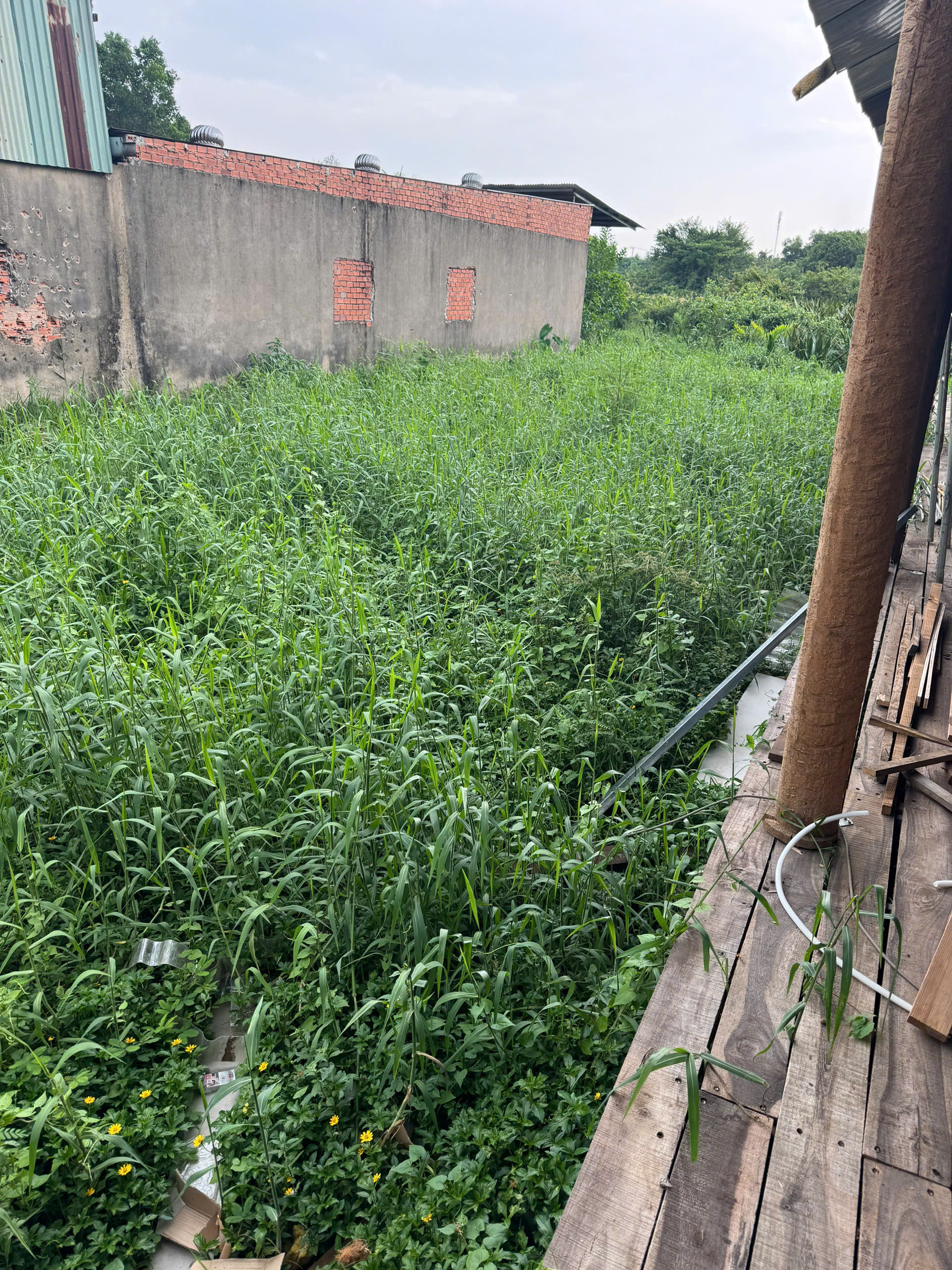 dịch vụ cắt cỏ chuyên nghiệp